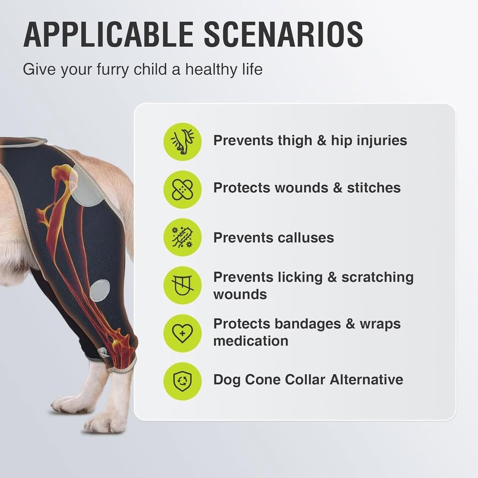 Recovery pool for dogs -L